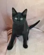 7054