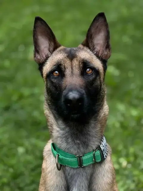 Charisma