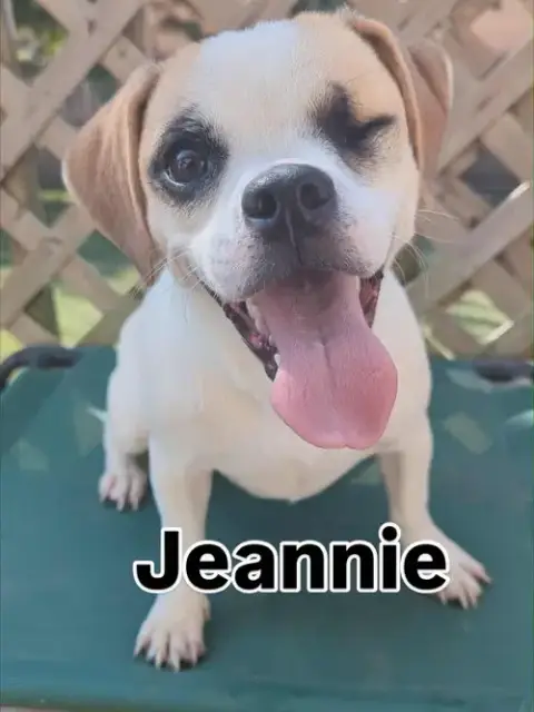 Jeannie photo 5