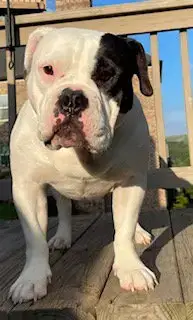 Izzy-Funny