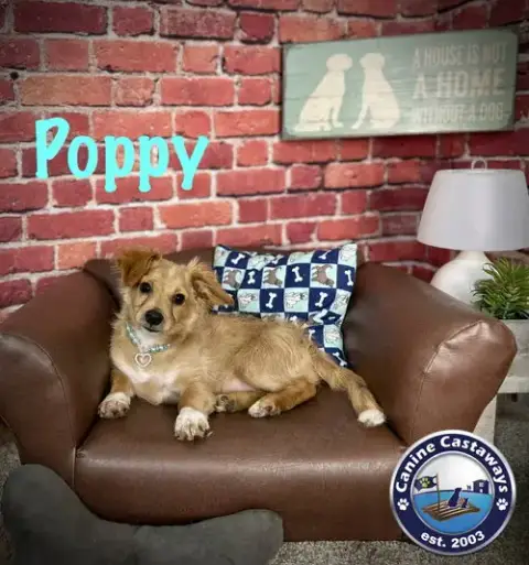 Poppy