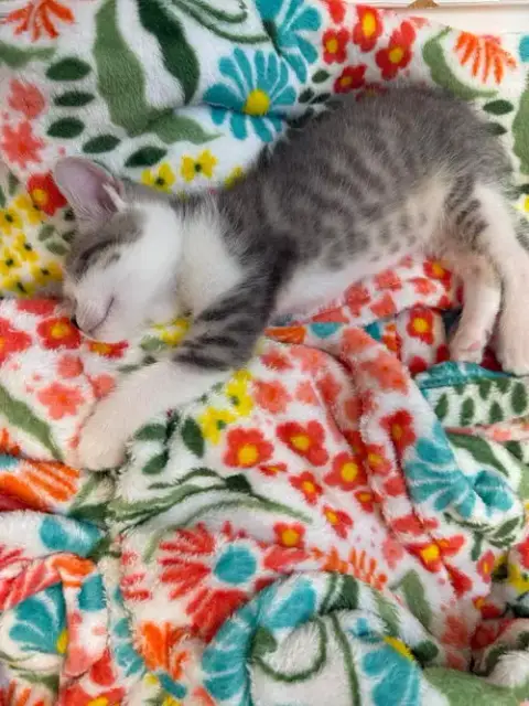 Chip photo 3