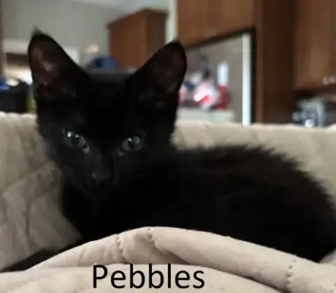 Pebbles