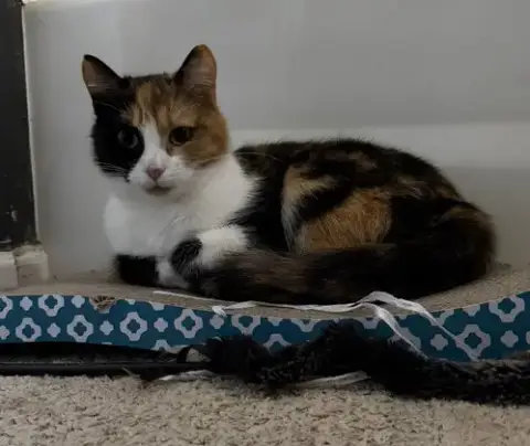 Mittsie photo 4