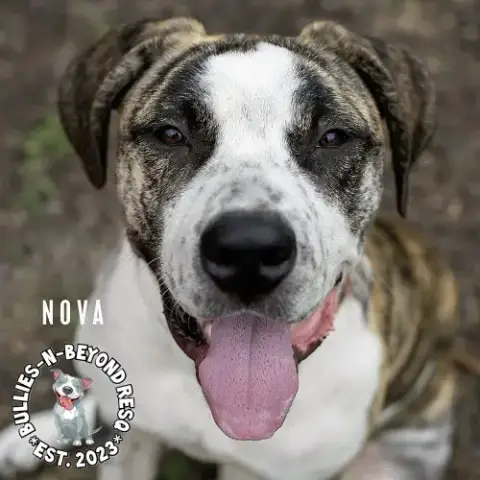 Nova photo 2