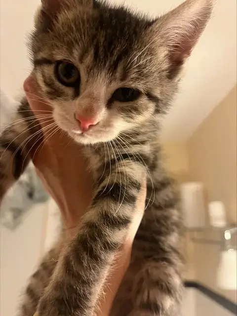 Midge Kitten
