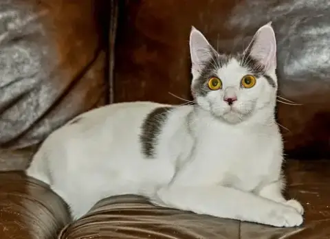 Kitten Gaston photo 3