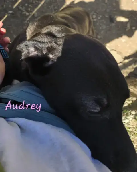 Audrey photo 4