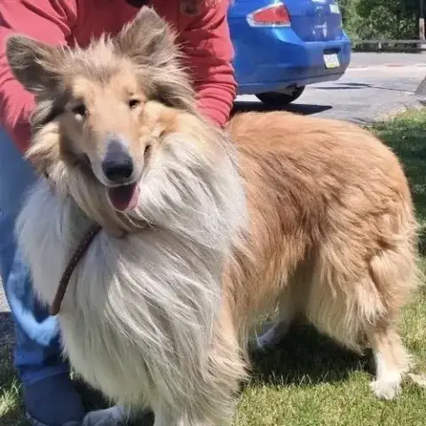 Kona Adoption Pending