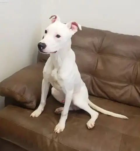 Ollie **Prison Program