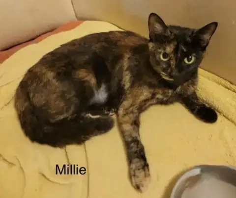 Millie photo 3