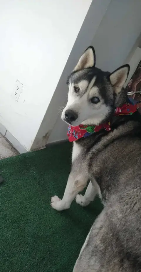 Captain Lobo photo 3