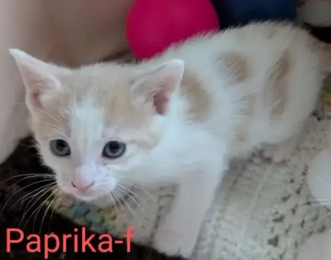 Paprika photo 2