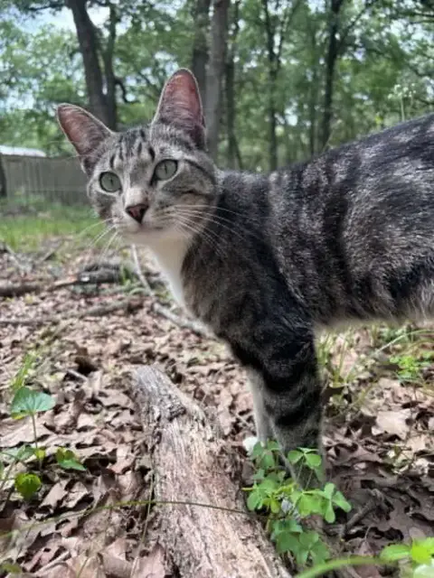 Puss In Boots photo 4