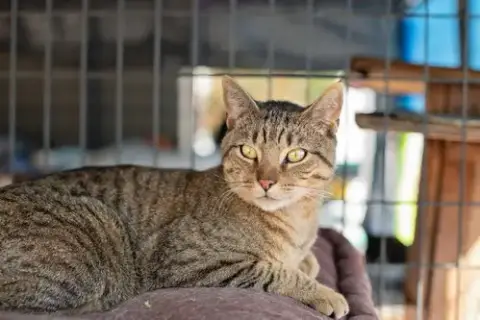 Oscar
