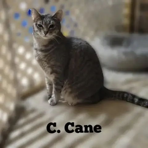 C. Cane photo 3