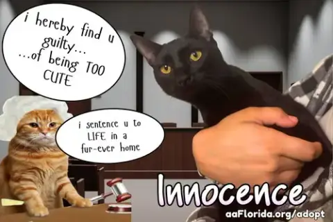 Innocence photo 3