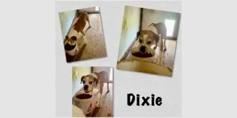 Dixie Iii photo 3