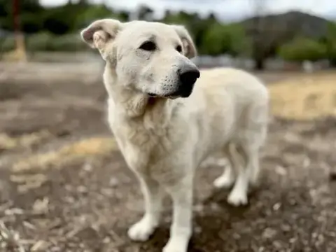 Rocco photo 2