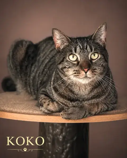 Koko photo 3