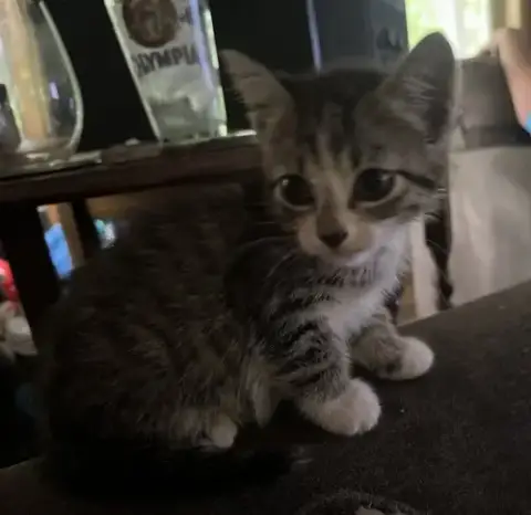 Basil