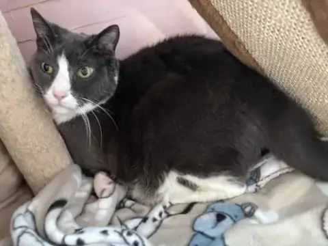 Roscoe