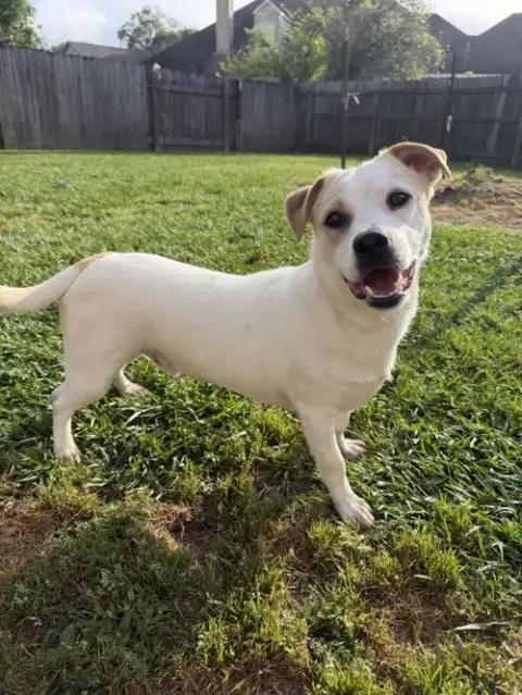 Banjo