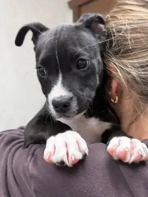Loki