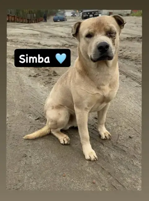 Simba photo 3