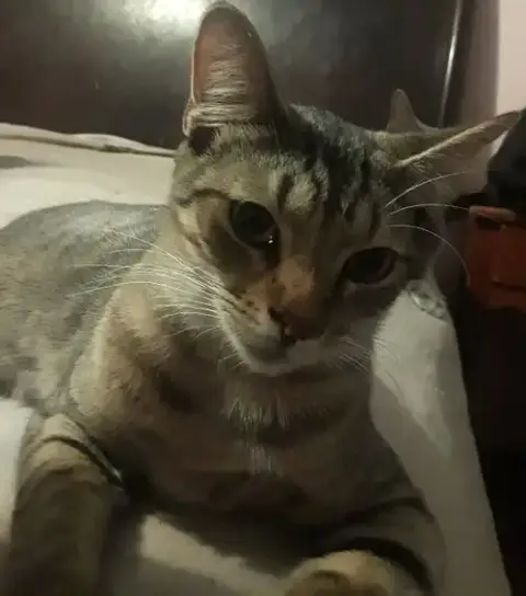 Toby Ea