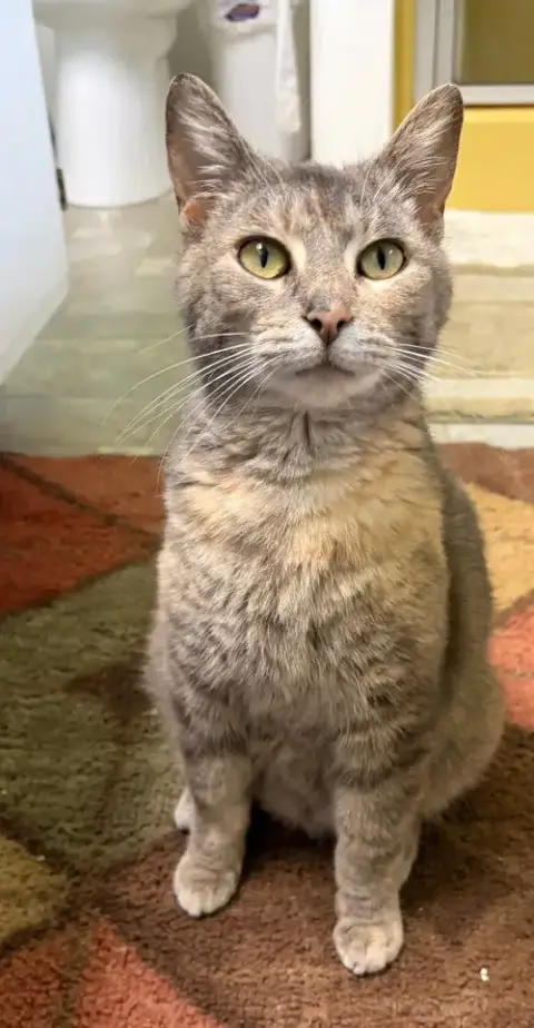 Muffin *In Foster*