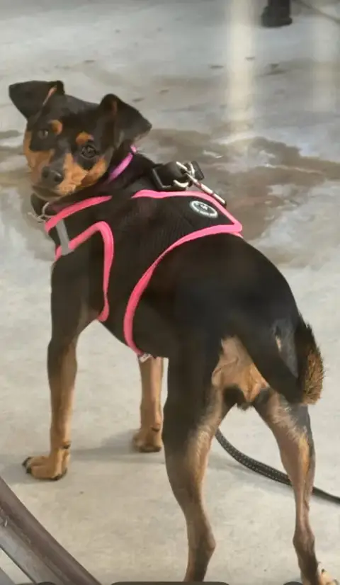 Phoebe Aka Twixx photo 2