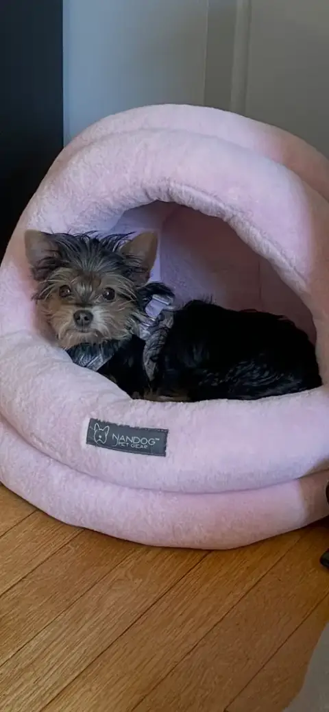 A Gia photo 4