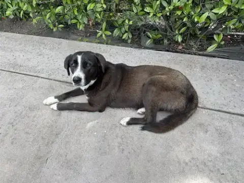 Emmy