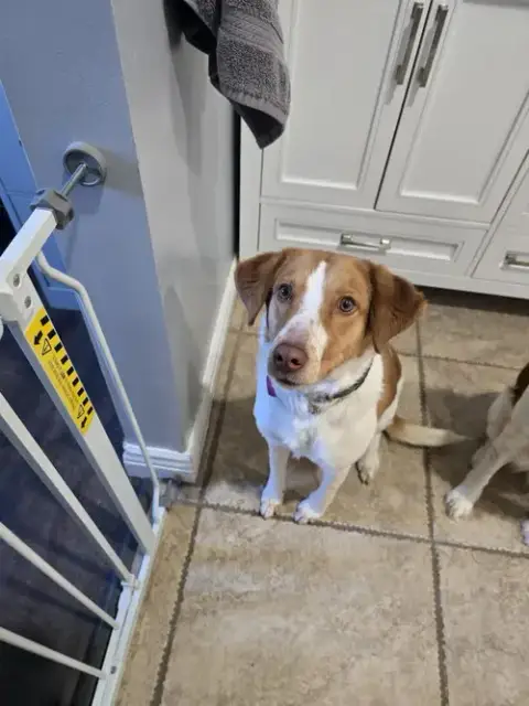 Pa/(Pending Adoption) Molly