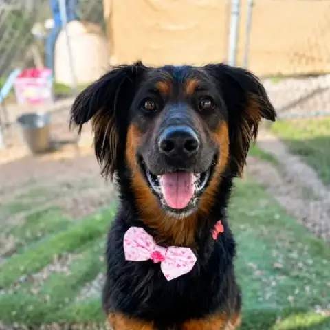 Daisy Ann