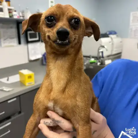 Simba