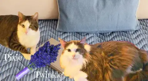Twinkle