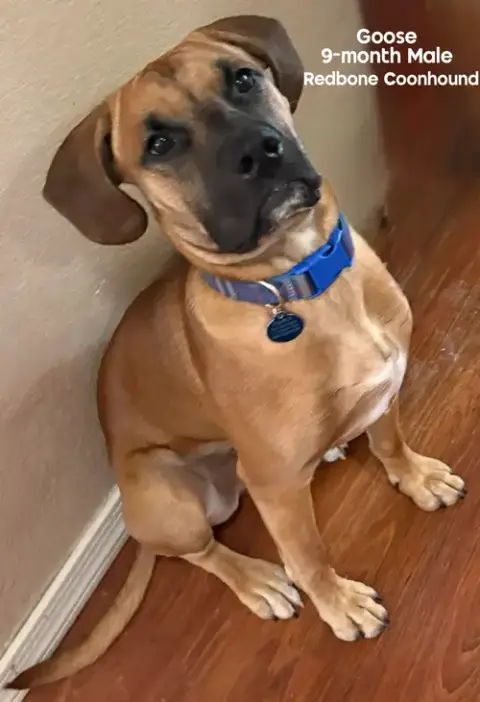 Goose – 9 Month Redbone Coonhound