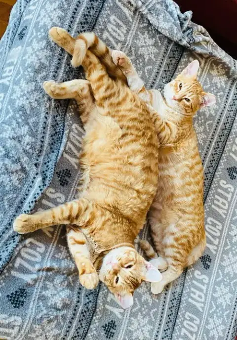Bumble And Bee