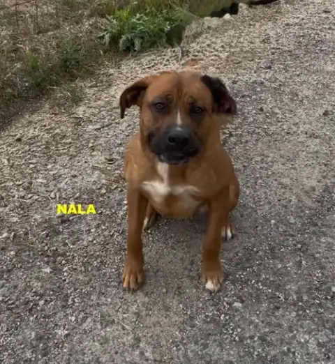 Nala photo 5