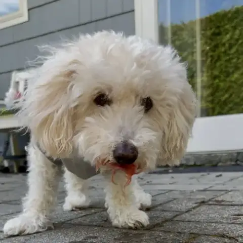 Benny photo 3
