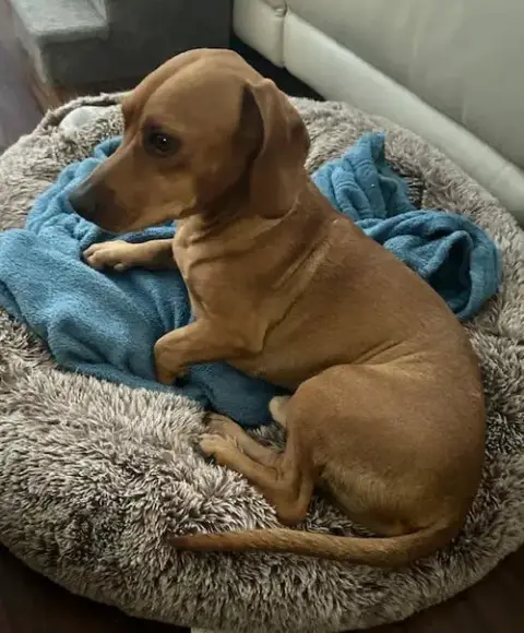 Odie photo 2