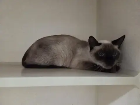Sisi