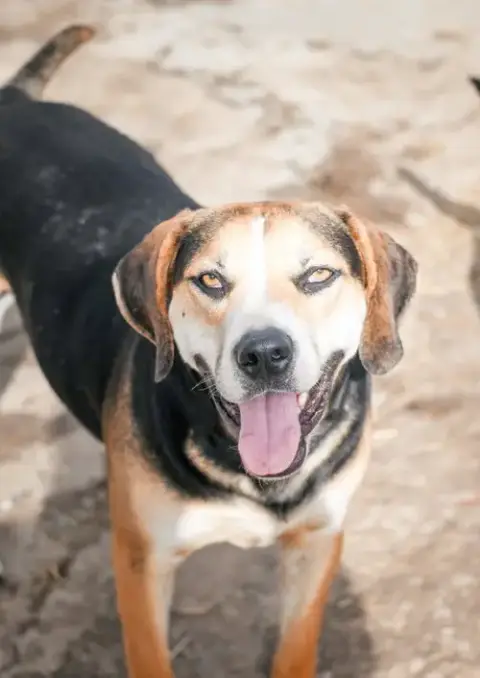 Roscoe photo 2