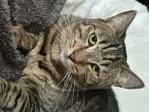 Phoebe photo 5