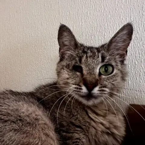 Jo