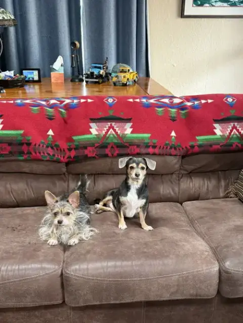 Mango & Papaya photo 3
