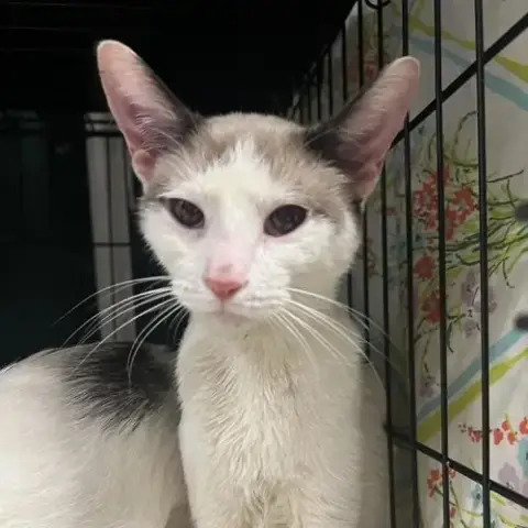Frankie