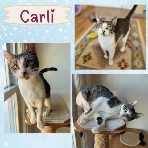 Carlie photo 4